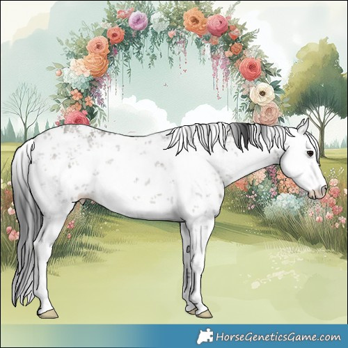 Horse Color:White Spotted Grullo Sabino Rabicano