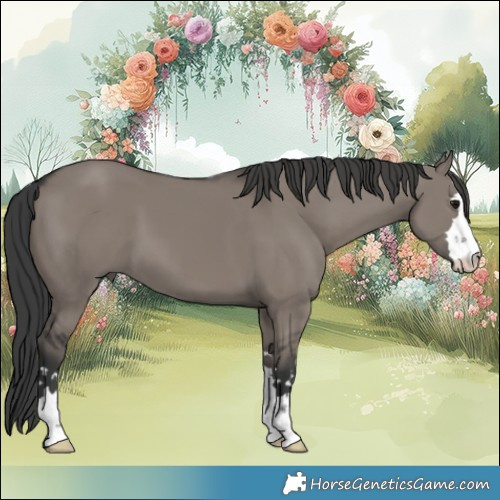 Horse Color:Grullo 
