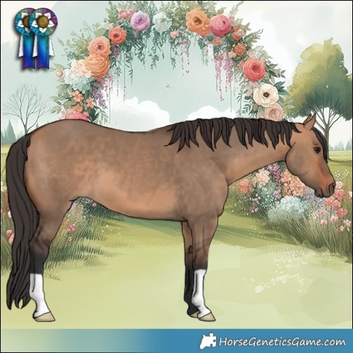 Horse Color:Bay Dun