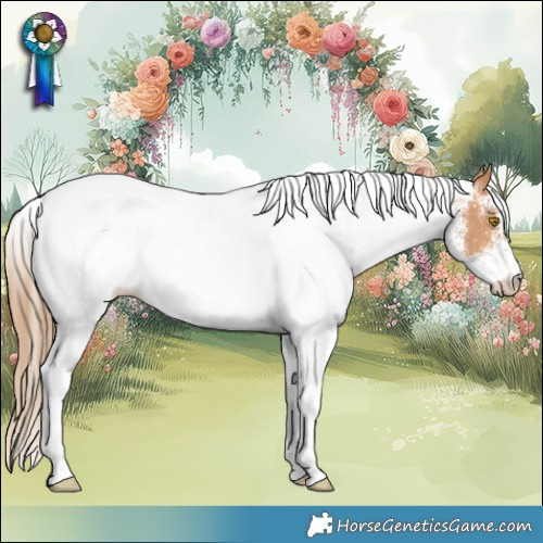 Horse Color:White Spotted Bay Pearl Rabicano