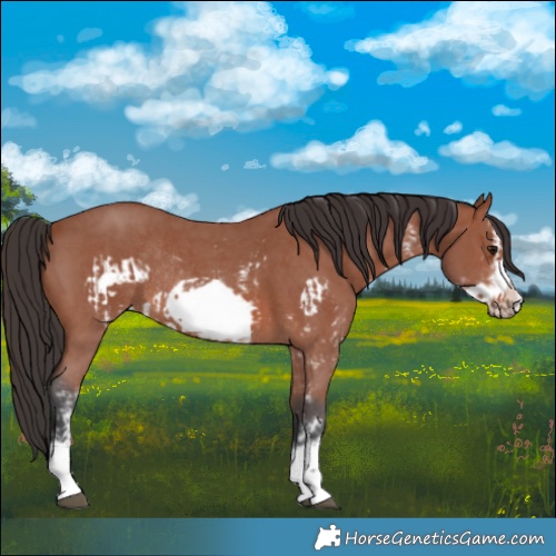 Horse Color:Bay Sabino Frame Rabicano  and Bay Sabino Frame Rabicano 