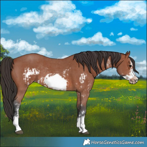 Horse Color:Bay Sabino Frame Rabicano  and Bay Sabino Frame Rabicano 