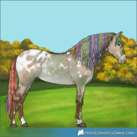 Horse Color:Painted White Spotted Liver Red Dun Blanket Rabicano 