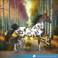 Horse Color:White Spotted Brown Dun Near Leopard Rabicano 