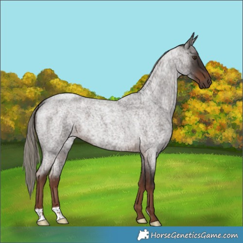 Horse Color:Liver Red Roan