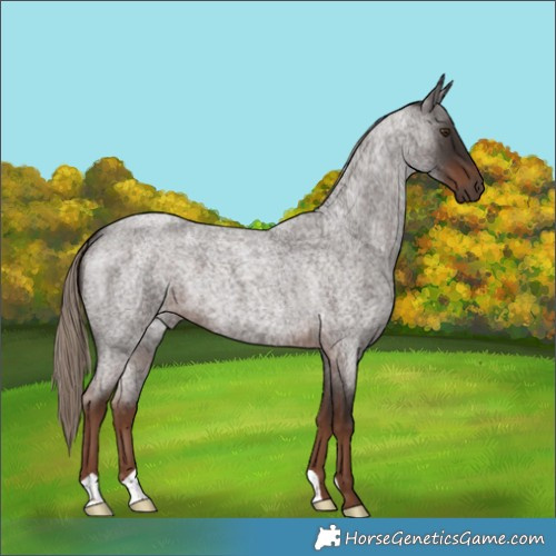 Horse Color:Liver Red Roan 