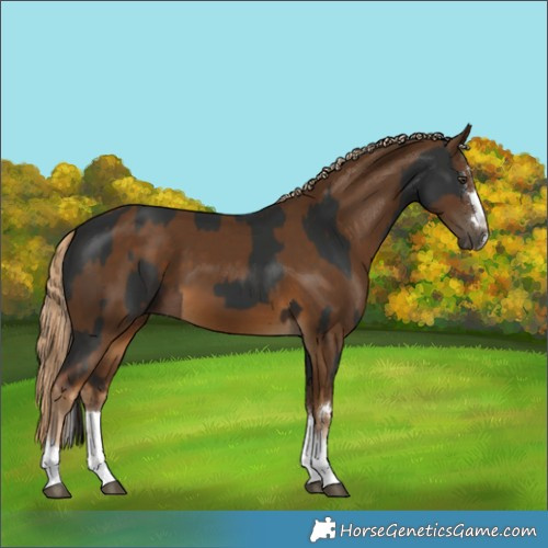 Horse Color:Liver Chestnut Splash and Chocolate Palomino