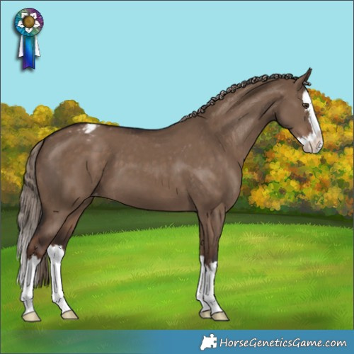 Horse Color:Liver Red Dun Splash Appaloosa