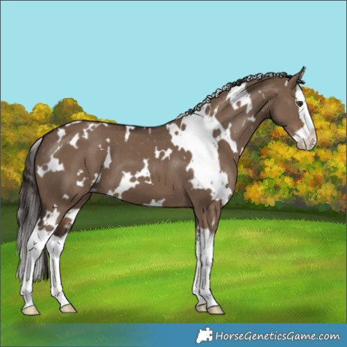 Horse Color:White Spotted Liver Red Dun Splash Appaloosa