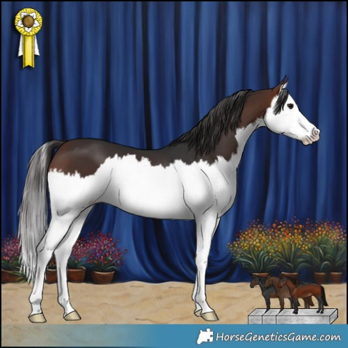 Horse Color:Brown Splash 