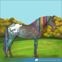 Horse Color:Painted White Spotted Silver Black Blanket Rabicano