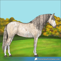 Horse Color:Gray White Spotted Liver Red Dun Ice  and Gray White Spotted Gold Cream Champagne Pearl Dun 