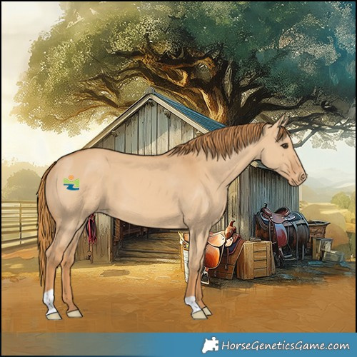 Horse Color:Red Dun Appaloosa
