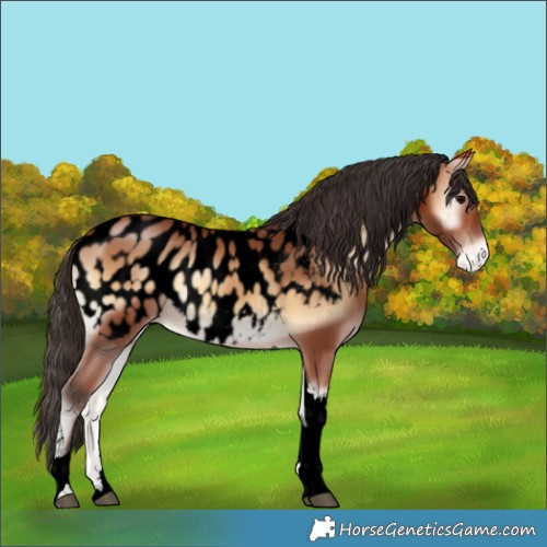 Horse Color:Void Bay Onyx Tobiano Near Leopard