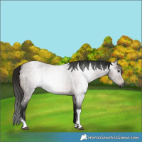 Horse Color:Gray Bay Roan Tobiano 
