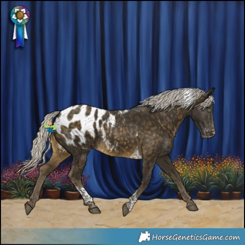 Horse Color:Silver Buckskin Tobiano Appaloosa