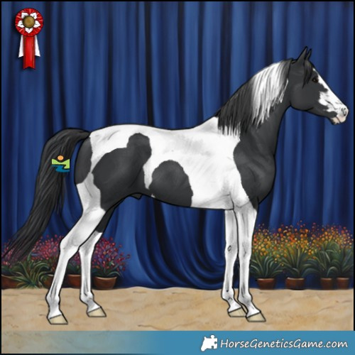 Horse Color:Black Tobiano
