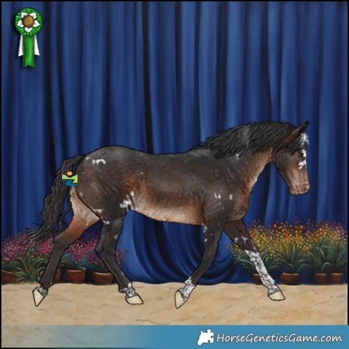 Horse Color:White Spotted Brown Tobiano Appaloosa 