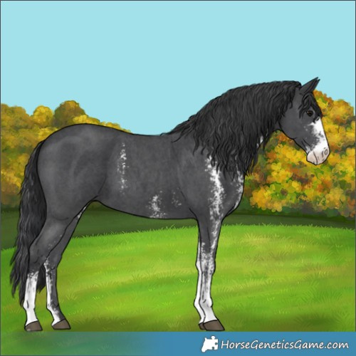 Horse Color:Black Sabino 