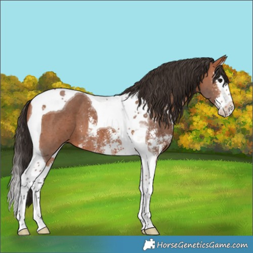 Horse Color:Bay Sabino Splash Tobiano 