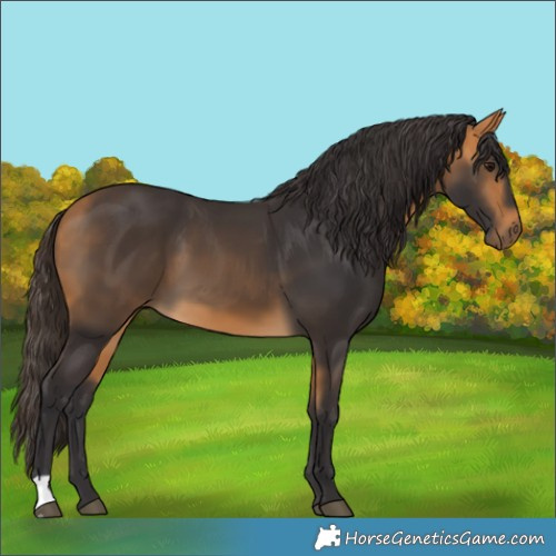 Horse Color:Buckskin 
