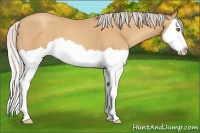 Horse Color:Silver Amber Champagne Splash