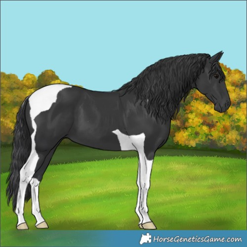 Horse Color:Black Tobiano 
