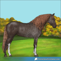 Horse Color:Liver Chestnut Sabino Rabicano