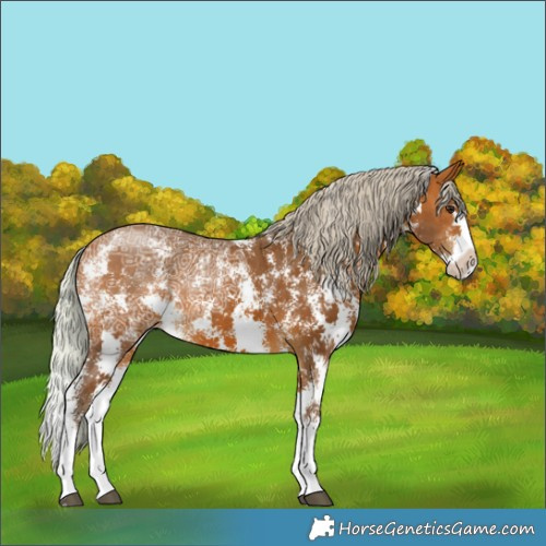Horse Color:Silver Bay Ice Sabino Splash Rabicano 