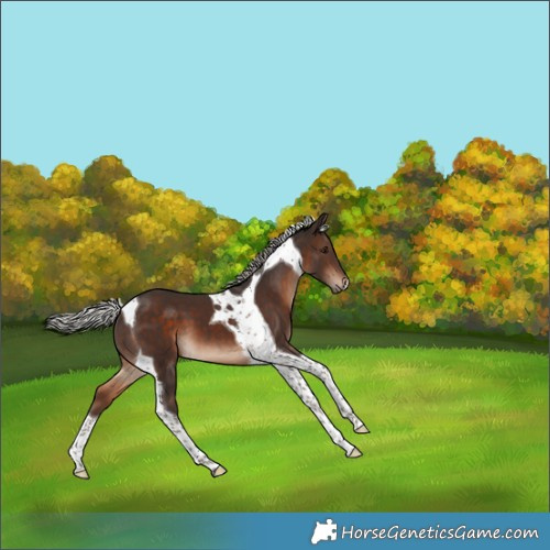 Horse Color:Silver Bay Tobiano