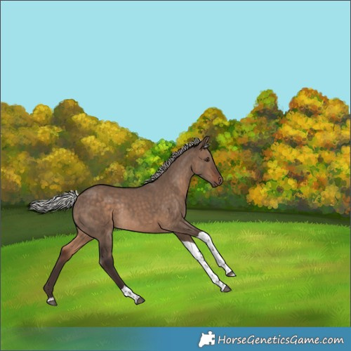 Horse Color:Silver Brown Dun Tobiano Rabicano