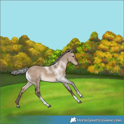 Horse Color:Silver Brown Dun Tobiano Rabicano 