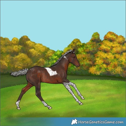 Horse Color:Silver Brown Tobiano Rabicano