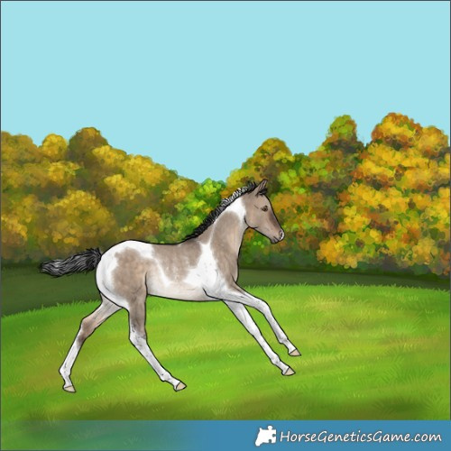 Horse Color:Brown Dun Tobiano Rabicano