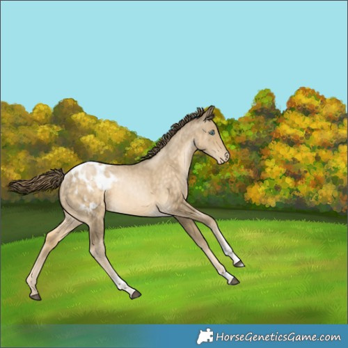 Horse Color:Brown Snowdrop Pearl Tobiano Appaloosa 