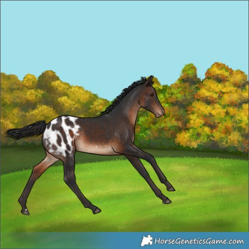 Horse Color:Brown Appaloosa Rabicano