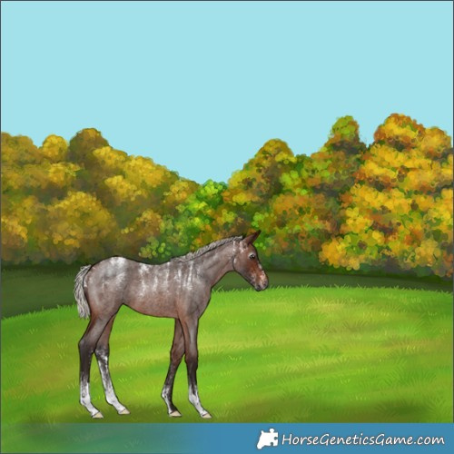 Horse Color:Powder White Gray Silver Bay Roan Rabicano 