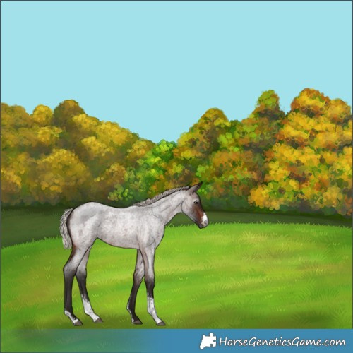 Horse Color:Gray Silver Brown Roan Sabino