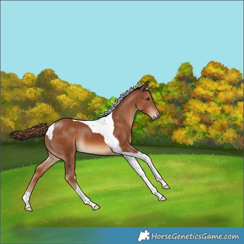 Horse Color:Chestnut Tobiano 