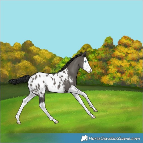 Horse Color:Grullo Splash Appaloosa