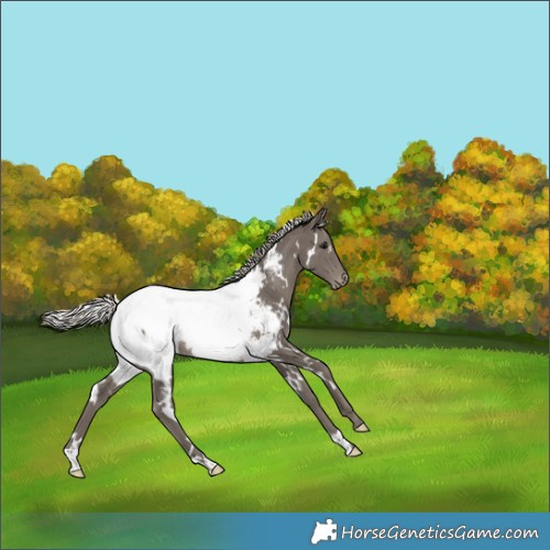 Horse Color:White Spotted Silver Smoky Black Appaloosa Rabicano 