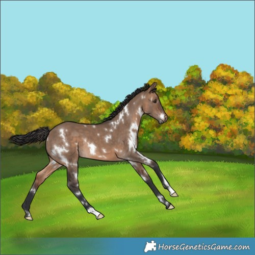 Horse Color:White Spotted Brown Dun