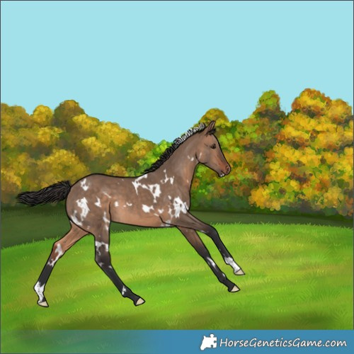 Horse Color:White Spotted Bay Dun 