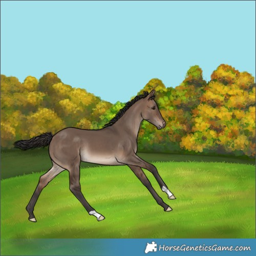Horse Color:Brown Dun 
