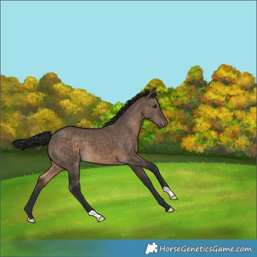 Horse Color:Brown Dun 