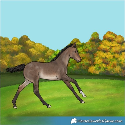Horse Color:Brown Dun Rabicano Brindle 