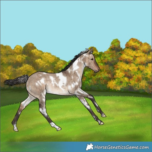 Horse Color:White Spotted Brown Dun Rabicano Brindle