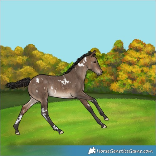 Horse Color:White Spotted Brown Dun Rabicano Brindle 