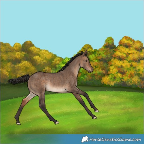 Horse Color:Bay Dun Rabicano Brindle 