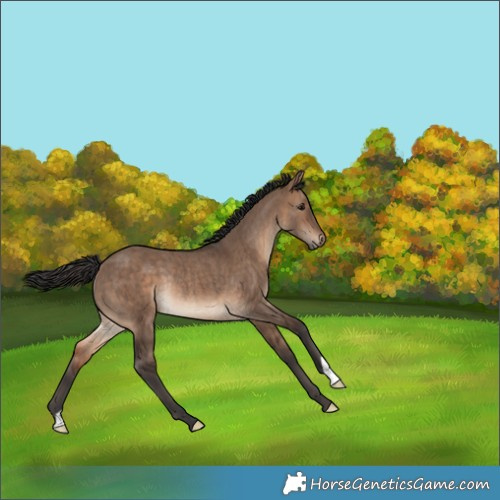 Horse Color:Brown Dun Rabicano Brindle